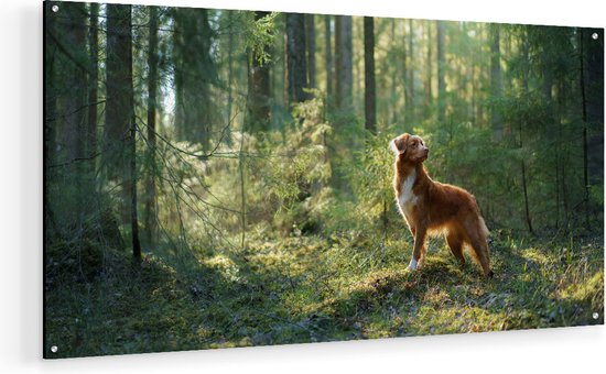 Artaza Glasschilderij - Retriever Hond In Het Bos Met Zon - 90x45 - Plexiglas Schilderij - Foto op Glas