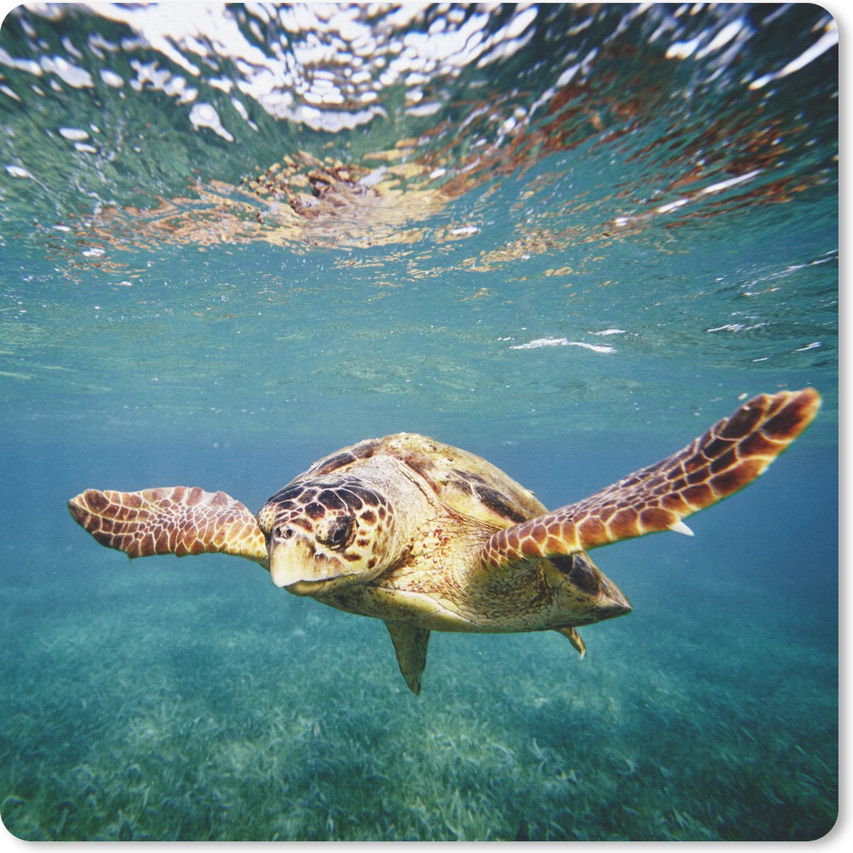 Muismat 30x30 cm - Mousepad Schildpad - Water - Blauw - Muismatten
