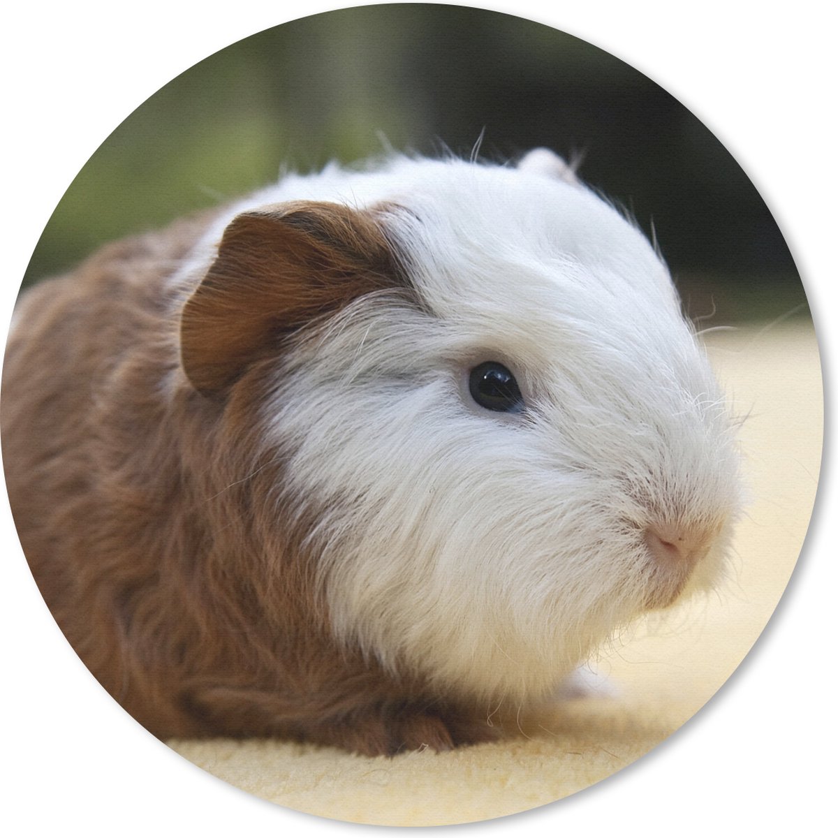 Muismat rond 20x20 cm - Mousepad Jonge cavia - Ronde muismatten