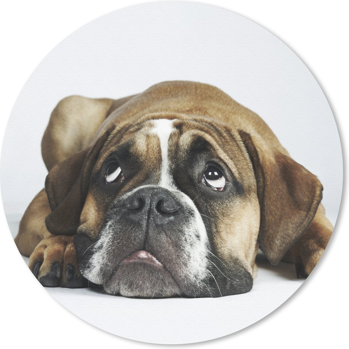 Muismat rond 50x50 cm - Mousepad Hond - Huisdieren - Wit - Ronde muismatten