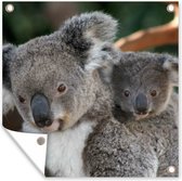 Tuinposters Koala's - Vader - Zoon - Kids - Jongens - Meiden - 50x50 cm - Tuindoek - Buitenposter