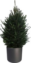 Hellogreen Kamerplant - Echte Kleine Kerstboom - Picea Glauca - 130 cm - ELHO B.For Soft Rond Antraciet