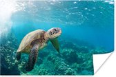 Poster Une tortue au dessus de la barrière de corail à Hawaï - 60x40 cm - Décorations de Noël - Décorations de Noël pour intérieur - Noël