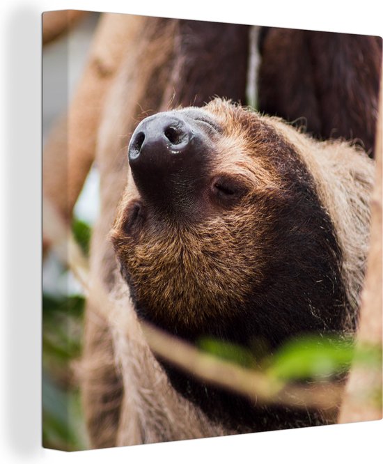 Tableau sur toile Un paresseux suspendu la tête en bas de près - 20x20 cm - Décoration murale