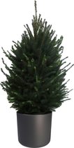 Boom van Botanicly – Picea glauca Super Green – Hoogte: 110 cm