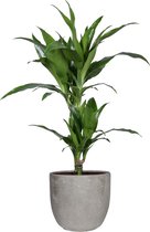 Kamerplant van Botanicly – Drakenboom in grijs Keramisch pot 'MICA' als set – Hoogte: 65 cm – Dracaena fragr. janet craig