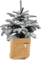 Hagen en struiken van Botanicly – Dwergspar met een kurk pot als set – Hoogte: 85 cm – Picea glauca Conica