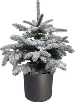 Hagen en struiken van Botanicly – Dwergspar – Hoogte: 85 cm – Picea glauca Conica