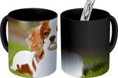 Magische Mok - Foto op Warmte Mok - Een schattige Cavalier King Charles-spaniël ligt op het gras - 350 ML