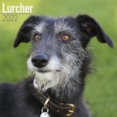 Lurcher Kalender 2022