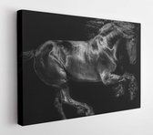 Canvas schilderij - Black horse running free  -     681762526 - 40*30 Horizontal