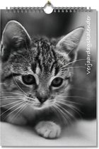 Editoo Kittens - Verjaardagskalender - A4 - 13 pagina's
