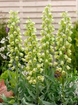 10x Fritillaria 'Fritillari ivory bells persica'  bloembollen met bloeigarantie