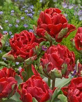 100x Tulpen 'Rococo dubbel'  bloembollen met bloeigarantie