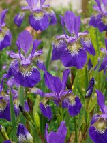 40x Iris 'Iris claret cup sibirica'  bloembollen met bloeigarantie