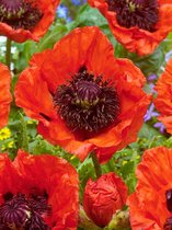 20x Klaproos 'Papaver turkenlouis'  bloembollen met bloeigarantie