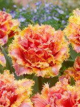 150x Tulpen 'Brisbane' - BULBi® Bloembollen met bloeigarantie