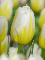 60x Tulpen 'Happy people'  bloembollen met bloeigarantie