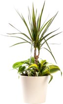 Plant in hydrocultuur systeem van Botanicly: Drakenboom met weinig onderhoud – in crème kleurig hydrocultuur sierpot – Hoogte: 45 cm – Dracaena Marginata