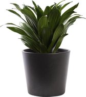 Plant in hydrocultuur systeem van Botanicly: Drakenboom met weinig onderhoud – in antraciet kleurig hydrocultuur sierpot – Hoogte: 25 cm – Dracaena derem. Janet Craig Compacta