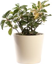 Plant in hydrocultuur systeem van Botanicly: Wolfsmelk Cactus met weinig onderhoud – in crème kleurig hydrocultuur sierpot – Hoogte: 5 cm – Ardisia malouiana variegata