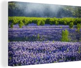 Canvas Schilderij Mist boven een veld met Texas Bluebonnet bloemen - 120x80 cm - Wanddecoratie