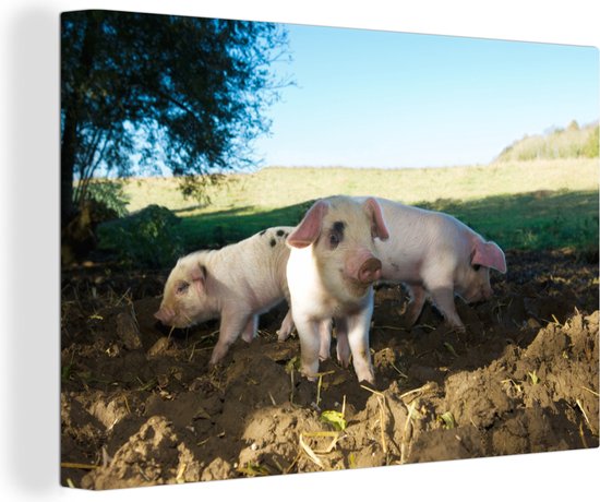 Toile Peinture Cochons - Animaux - Paysage - 60x40 cm - Décoration murale