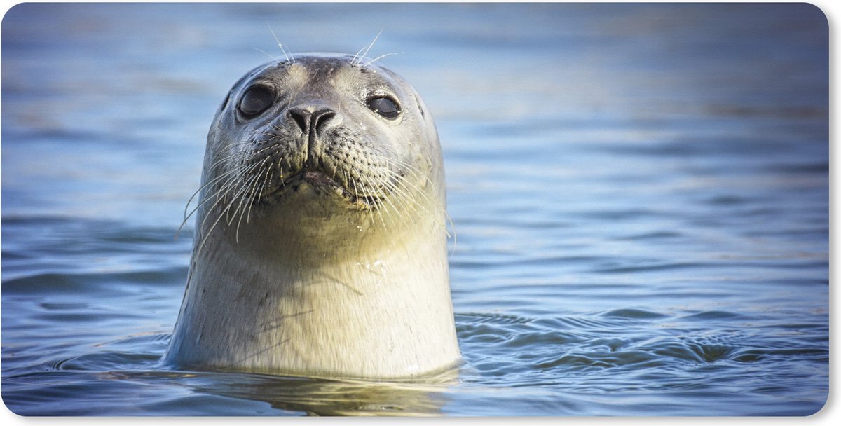 Muismat XXL 90x45 cm - Bureau onderlegger - Bureau mat Zeehond - Portret - Water - Bureaumat - Gaming mousepad xl - Bureaulegger groot - Computer deskmat