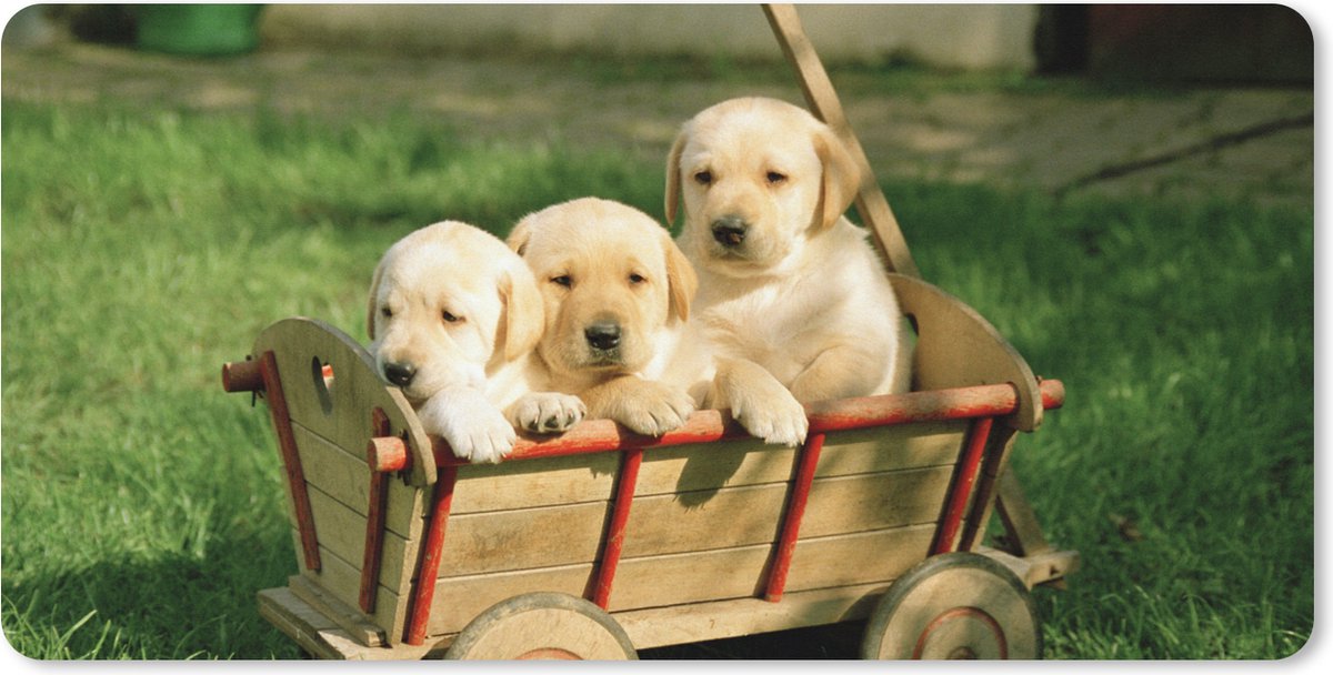 Muismat XXL 100x50 cm - Bureau onderlegger - Bureau mat Drie schattige Golden Retriever puppy's in een kar - Bureaumat - Gaming mousepad xl - Bureaulegger groot - Computer deskmat