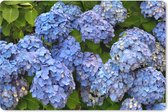 Muismat XXL - Bureau onderlegger - Bureau mat - Bos bloemen van hortensia - 120x80 cm - XXL muismat