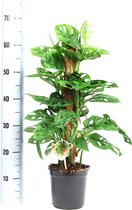 Kamerplant - Monstera - Gatenplant - Met Mosstok - ± 65cm hoog - 17cm diameter - in kweekpot