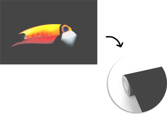 Papier peint Papier peint photo en vinyle - Toucan géant sur fond noir largeur 360 cm x hauteur 240 cm - Tirage photo sur papier peint (disponible en 7 tailles)
