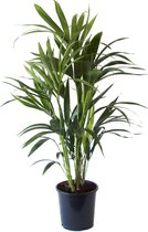 Kamerplant van Botanicly – Kentiapalm – Hoogte: 90 cm – Howea forsteriana Kentia