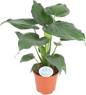 Alocasia Cucullata ↨ 80cm - hoge kwaliteit planten