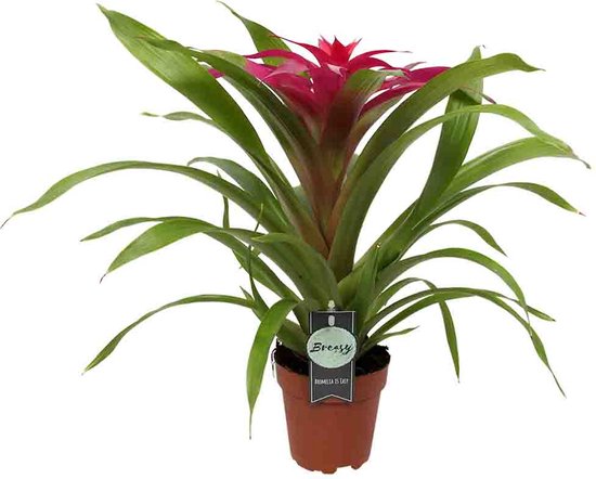 Breasy Bromelia Guzmania Deseo Pink | tropisch bloeiende kamerplant| 1 stuks | Ø12cm | ↕ 35-50 cm