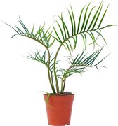 PLNTS - Philodendron Tortum - Kamerplant - Kweekpot 13 cm - Hoogte 40 cm