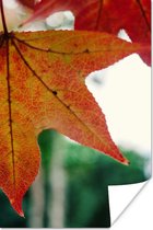 Affiche Automne - Rural - Feuilles - Saisons - Rural - 20x30 cm