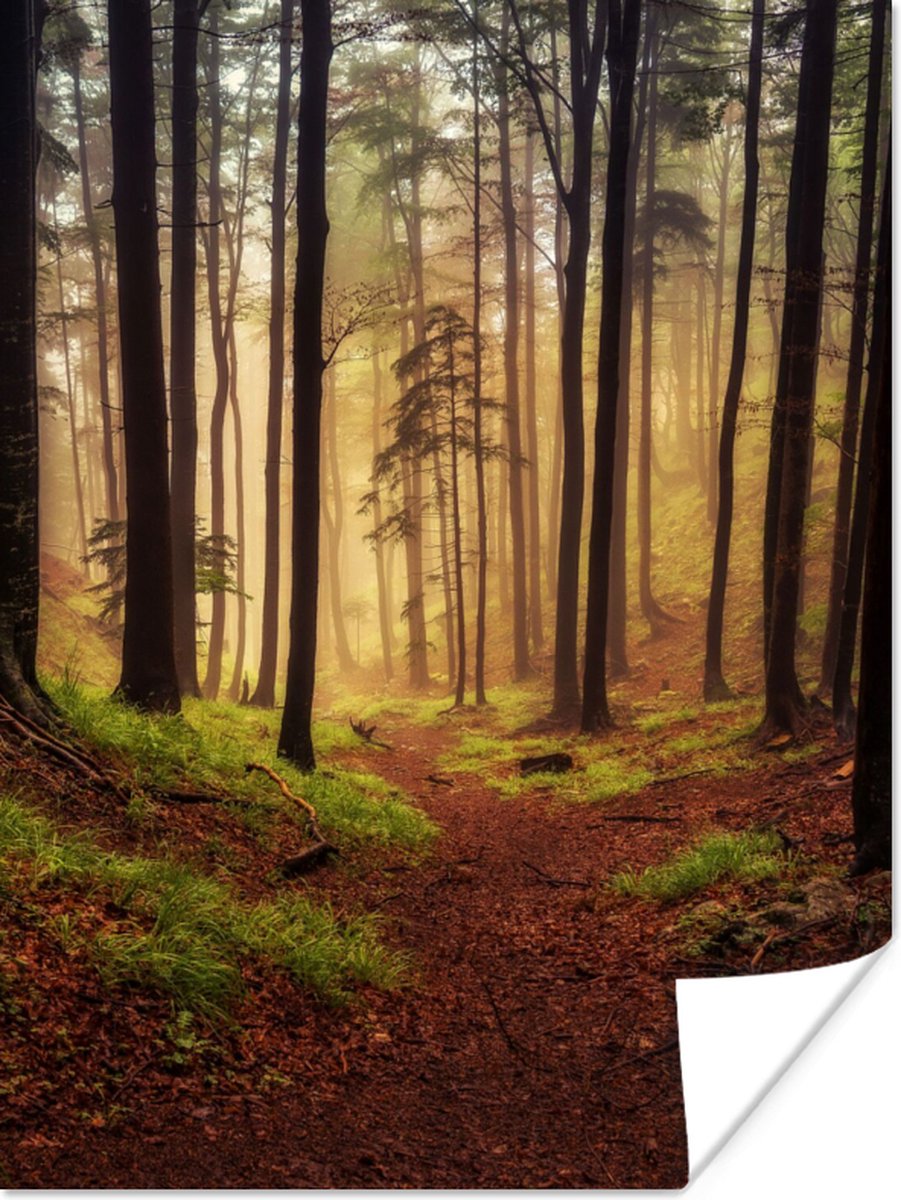 Poster Bomen - Natuur - Bos - 90x120 cm