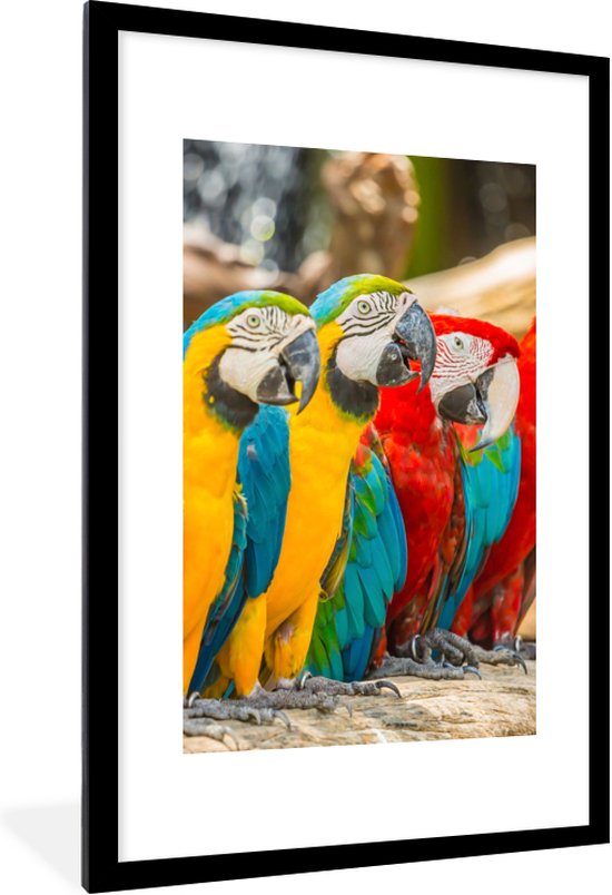 Cadre photo avec affiche - Vogels - Perroquet - Tropical - Nature - 60x90 cm - Cadre pour affiche