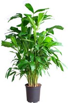 PLNTS - Caryota Mitis (Vissenstaartpalm) - Kamerplant Vinnetjespalm- Kweekpot 21 cm - Hoogte 100 cm