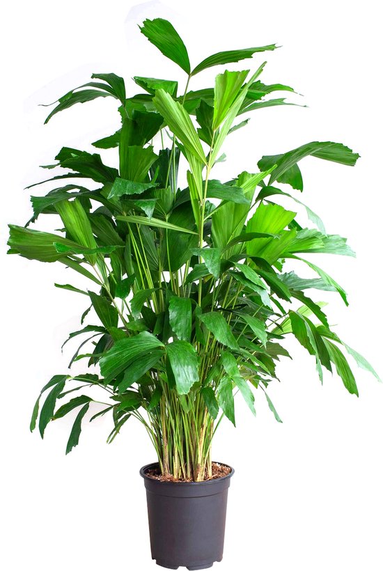 Caryota – Mitis – Vissenstaartpalm – Hoogte 100 cm