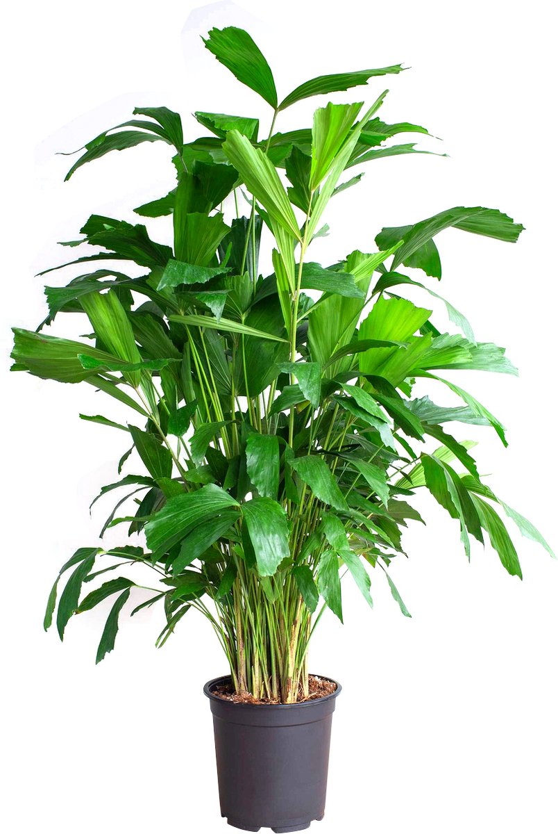 PLNTS Caryota Mitis (Vissenstaartpalm) Kamerplant Vinnetjespalm- Kweekpot 21 cm Hoogte 85 cm