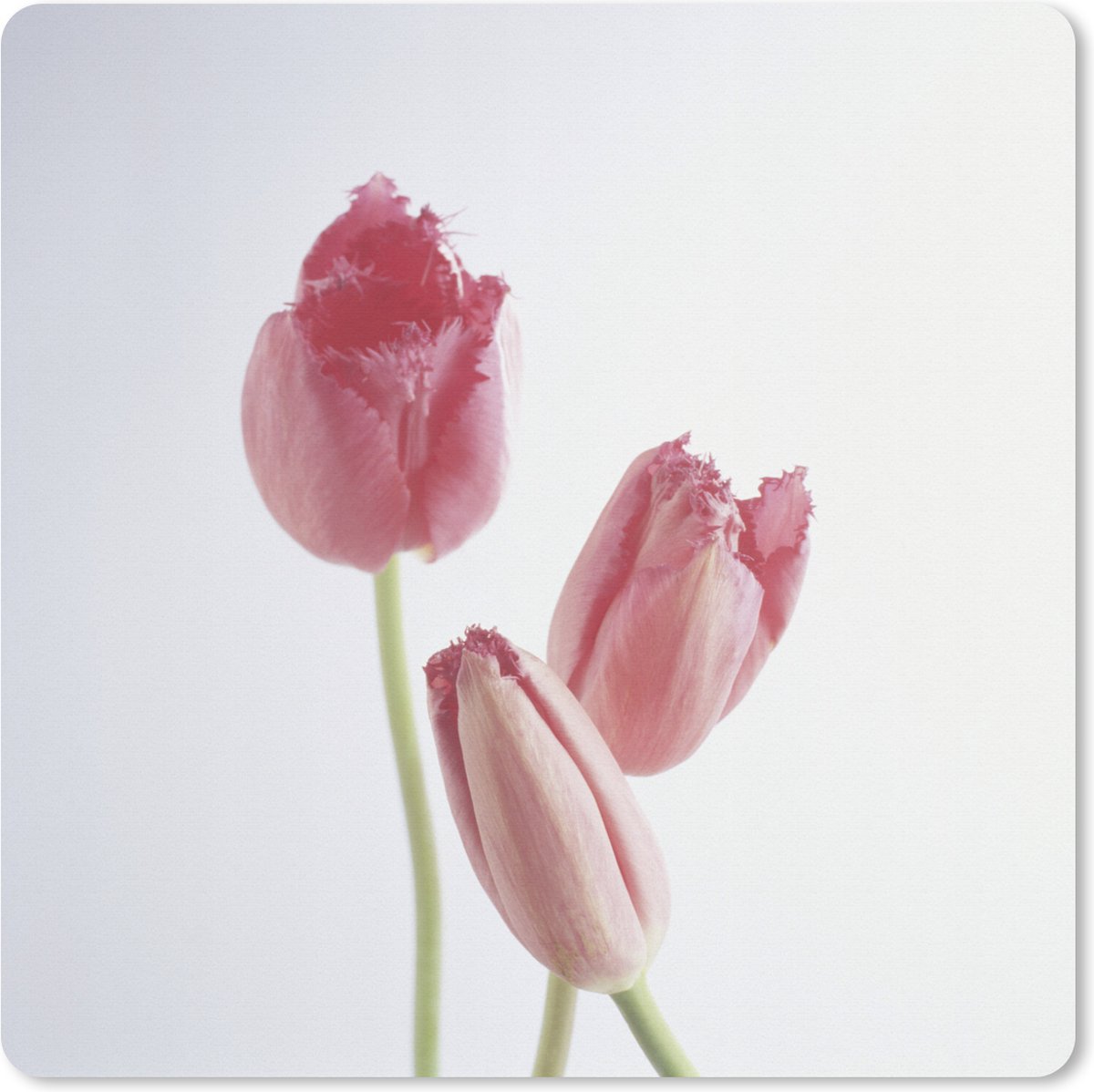 Muismat XXL - Bureau onderlegger - Bureau mat - Drie roze tulpen - 50x50 cm - XXL muismat