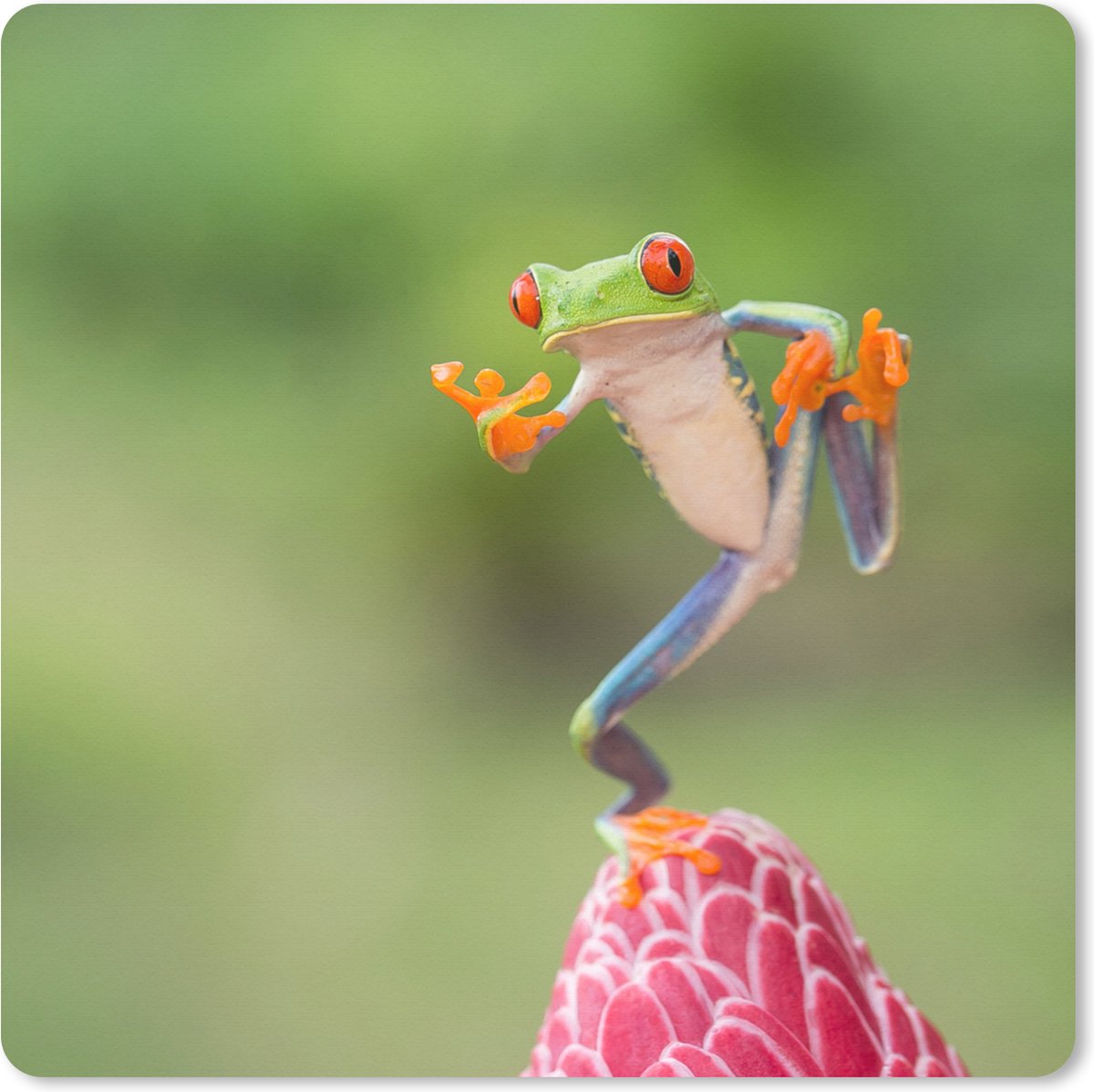 Muismat XXL 80x80 cm - Bureau onderlegger - Bureau mat De Roodoogmakikikker in Costa Rica - Bureaumat - Gaming mousepad xl - Bureaulegger groot - Computer deskmat