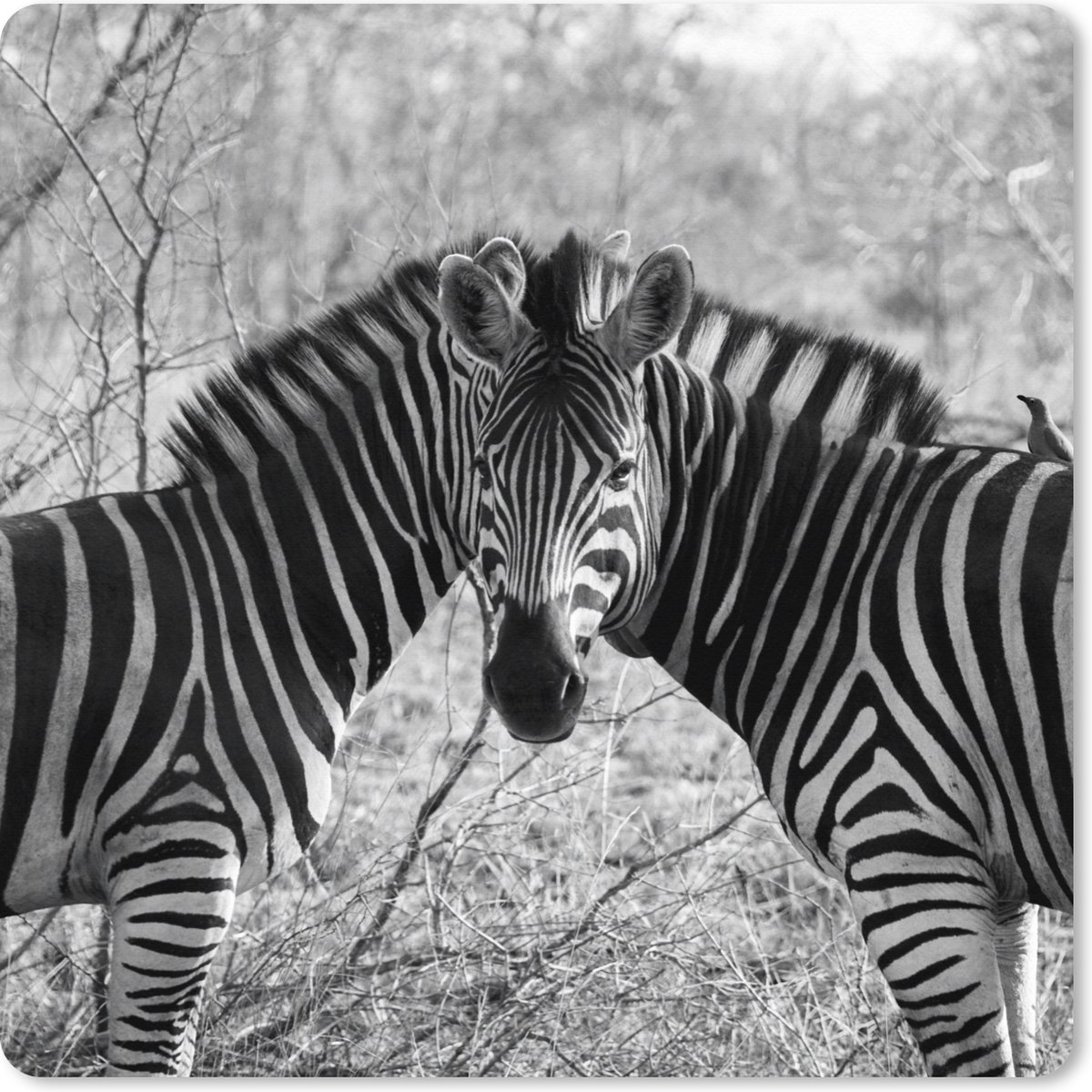 Muismat XXL 60x60 cm - Bureau onderlegger - Bureau mat Twee zebra's - Bureaumat - Gaming mousepad xl - Bureaulegger groot - Computer deskmat