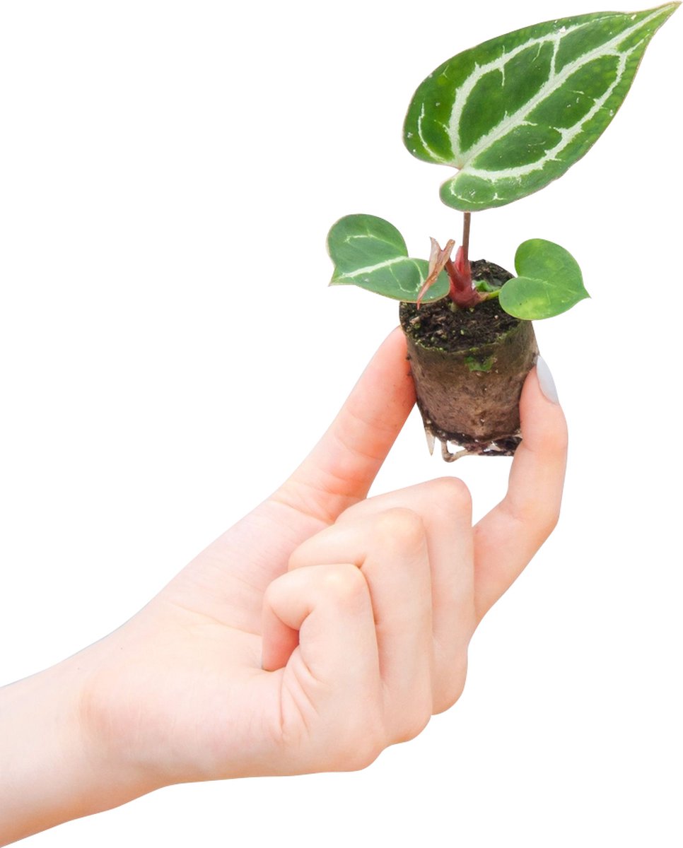 PLNTS - Baby Anthurium Crystallinum - Kamerplant - Stekplantje 2 cm - Hoogte 10 cm