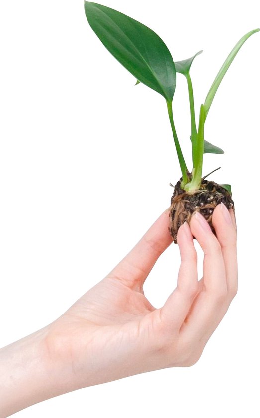 Bb Philodendron Dragon Tail - Plante d'intrieur - Plante  bouturer 2cm  - Hauteur 10cm | bol