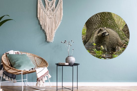 WallCircle - Wall Circle - Wall Circle Indoor - Raton Laveur - Sauvage - Forêt - 90x90 cm - Décoration murale - Peintures Ronds