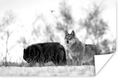 Poster Loup Witte avec un loup noir - noir et blanc - 120x80 cm