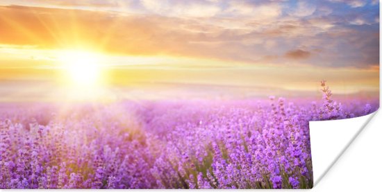 Poster Lavendel - Zon - Lucht - Natuur